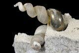 Fluorescent Fossil Gastropods in Limestone - Russia #174901-7